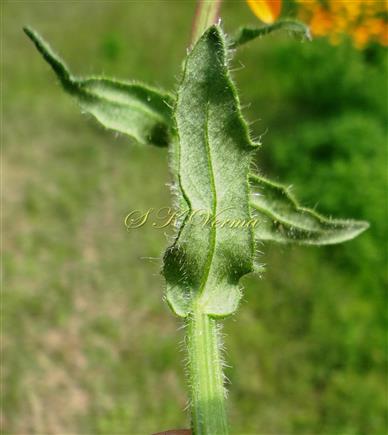 Upper Cauline leaves